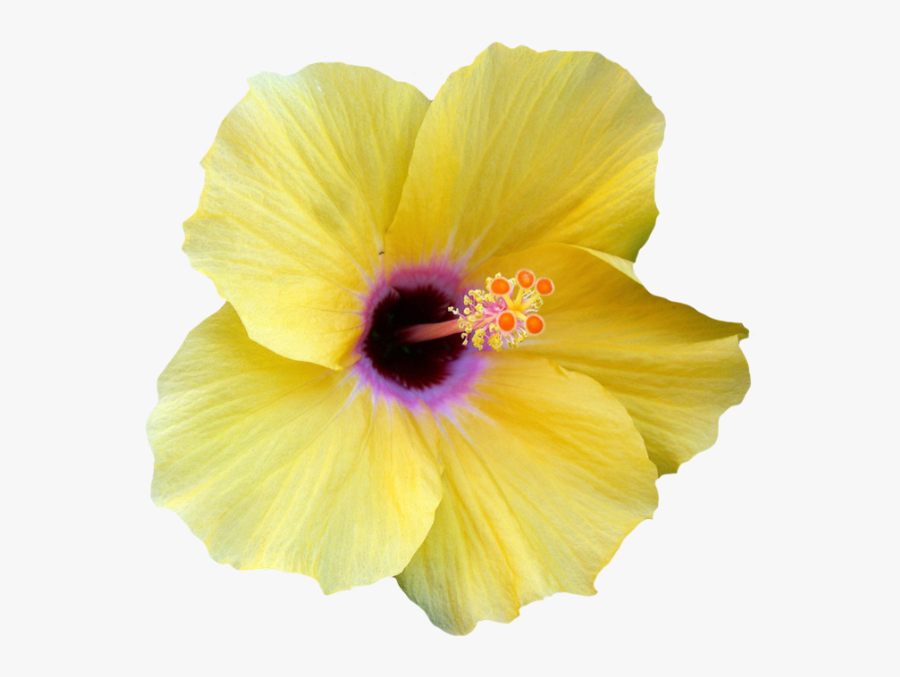 Transparent Hibiscus Border Png - Yellow Transparent Hibiscus Flower, Transparent Clipart