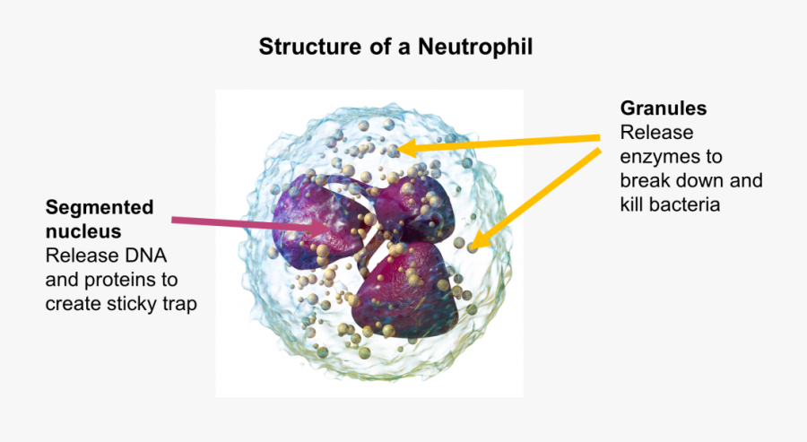 Celula Neutrofilo , Free Transparent Clipart - ClipartKey