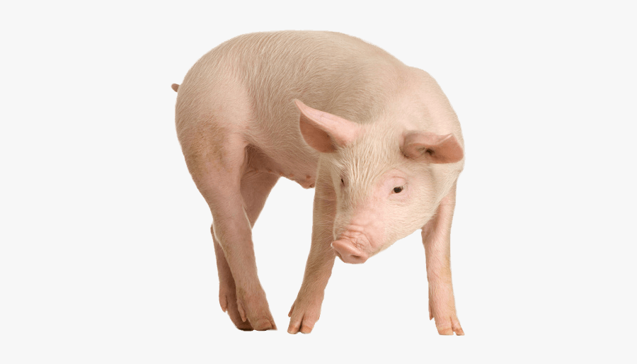 Download Pig Png  Image Png  Image Pngimg  Pig Transparent 