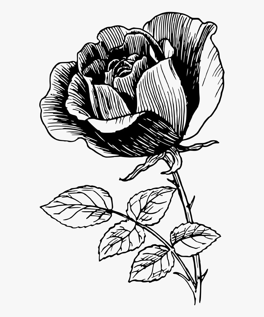 Rose - Line Art Rose Flower Design, Transparent Clipart