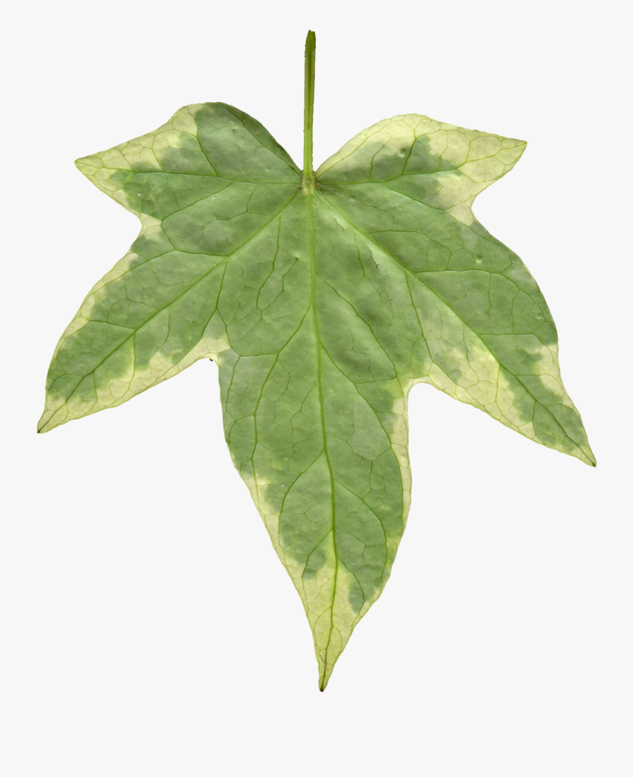 Leaf 07 Back - Ivy Leaf Texture Png, Transparent Clipart
