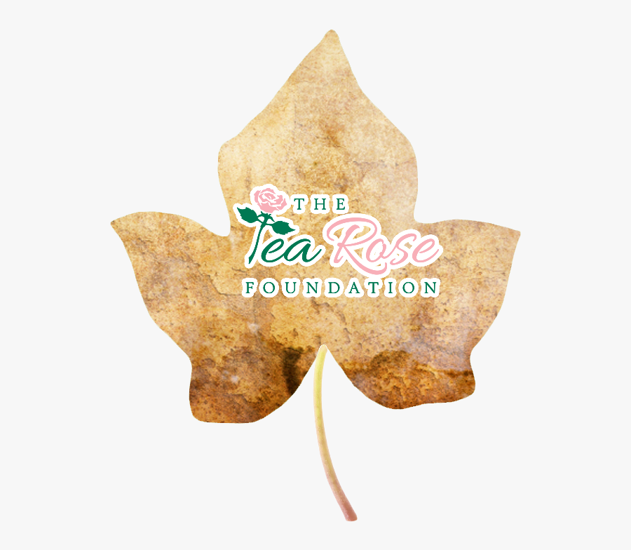 Eto Aka Tea Rose Foundation Image Link - Maple Leaf, Transparent Clipart