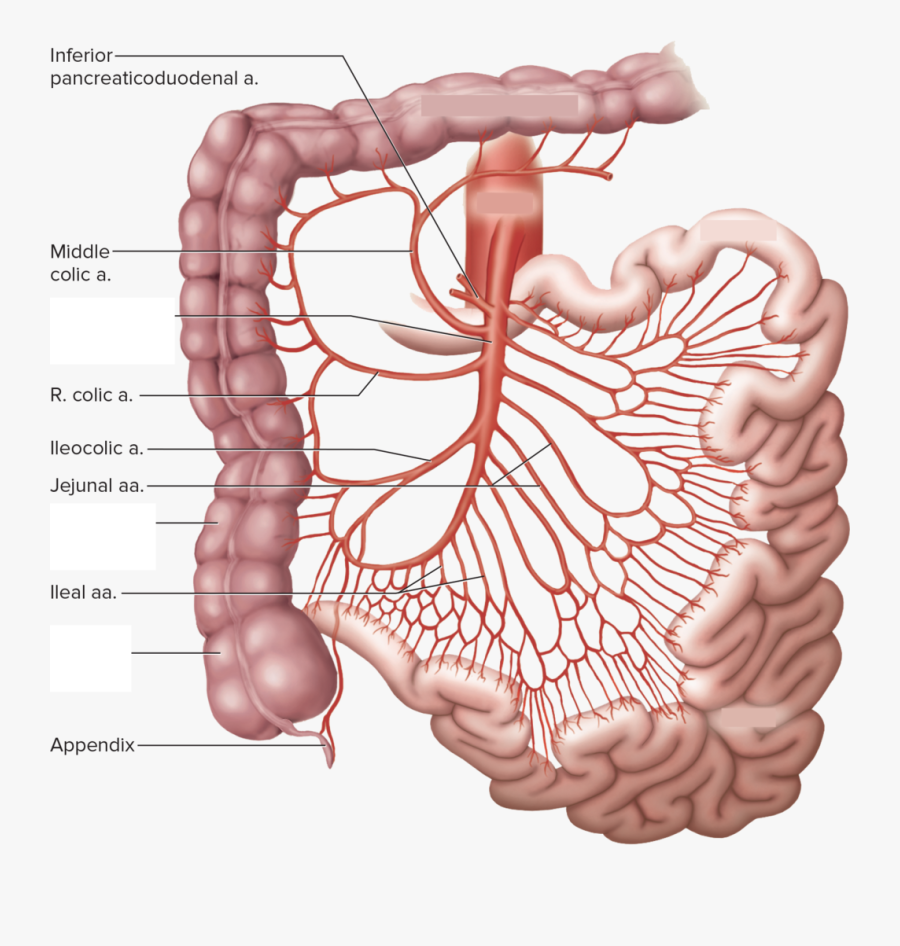 Superior Mesenteric Artery Pancreaticoduodenal , Free Transparent ...