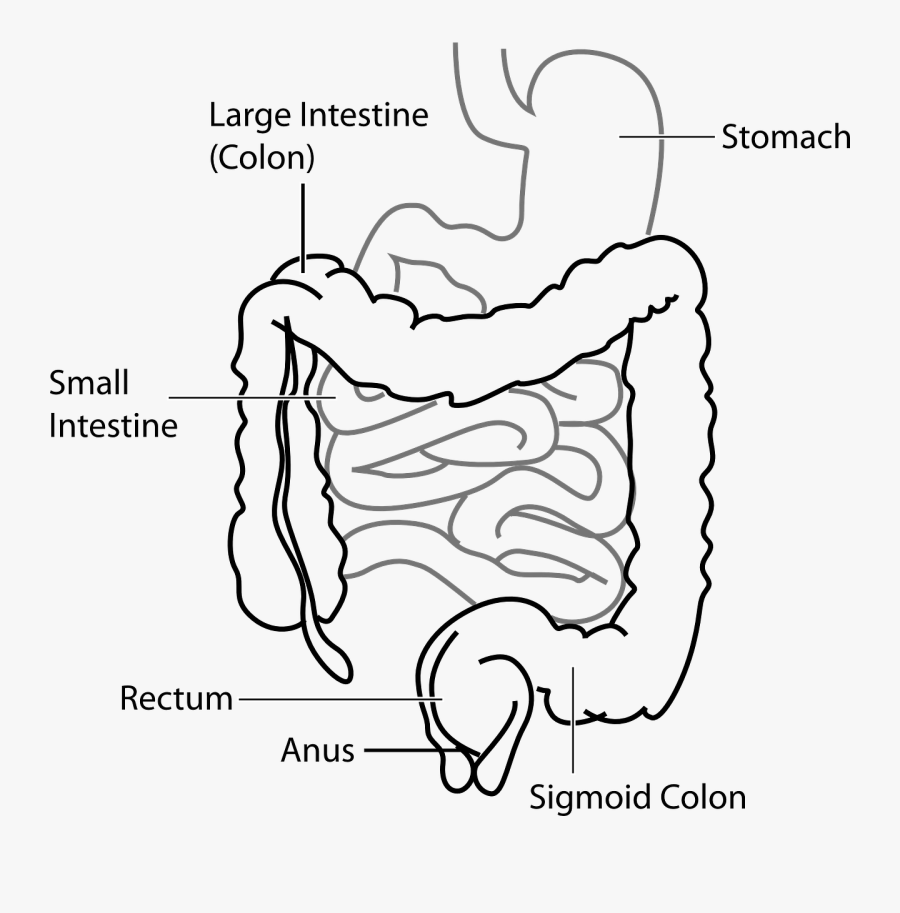 Small Intestine Diagram - The Intestine Is Divided Into The Small And