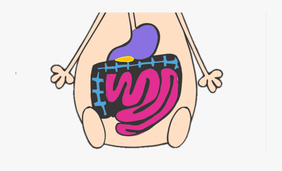 Cartoon Digestive System Word, Transparent Clipart