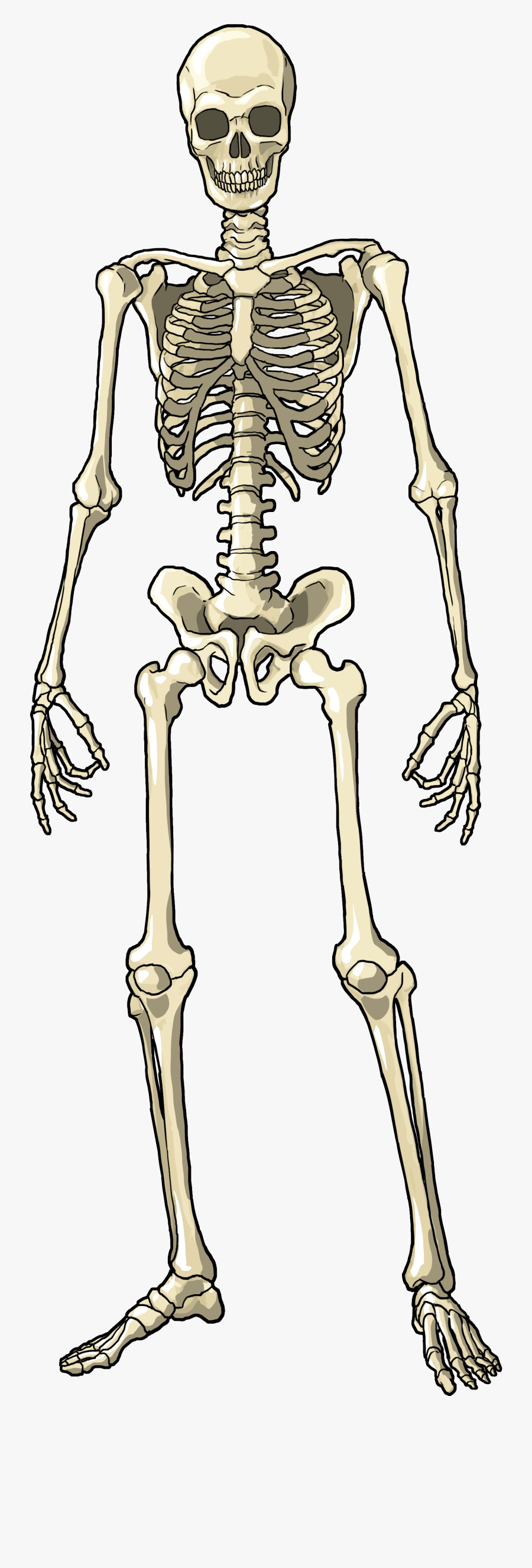 Skeleton Full Body Png, Transparent Clipart