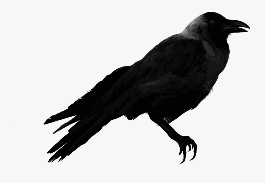 Flying Crow Png 22, Buy Clip Art - Birds Of Bangladesh Picture Png, Transparent Clipart