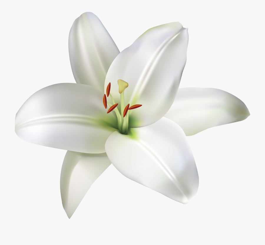 White Lily Flower Png, Transparent Clipart