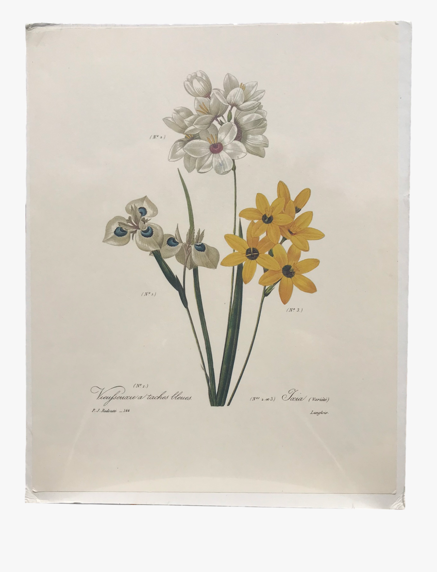 Clip Art Botanical Flower Prints - Cowslip, Transparent Clipart