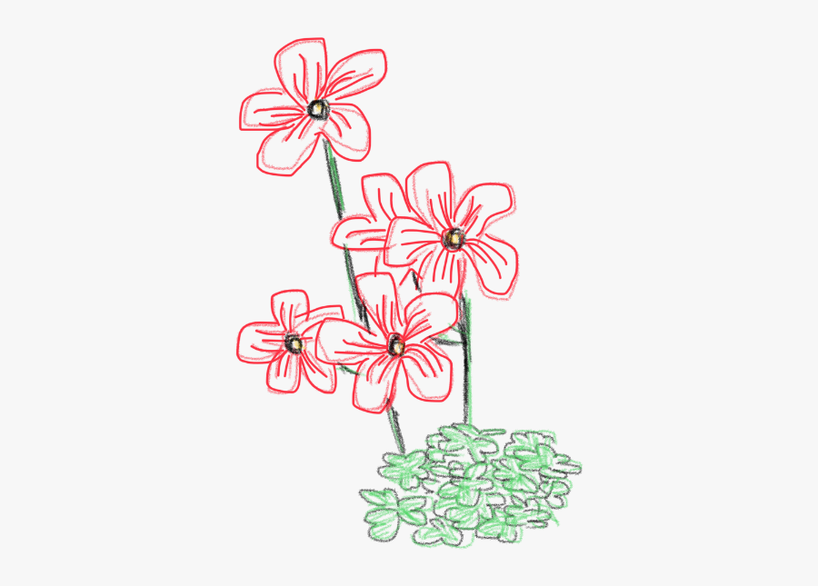 Gilliflower, Transparent Clipart