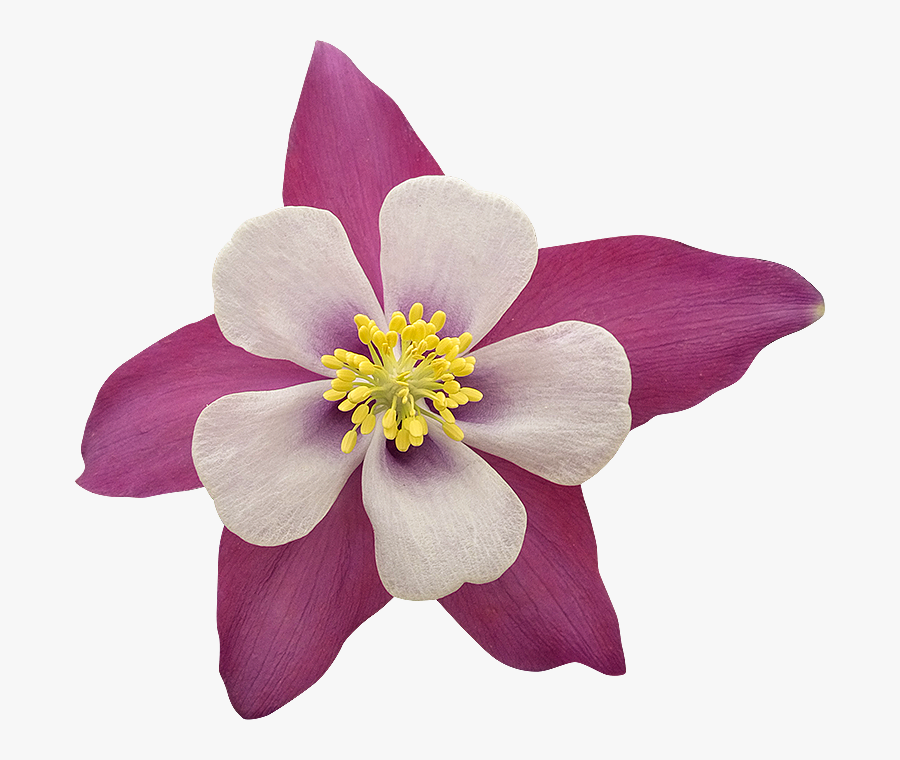 Colorado Blue Columbine , Free Transparent Clipart - ClipartKey