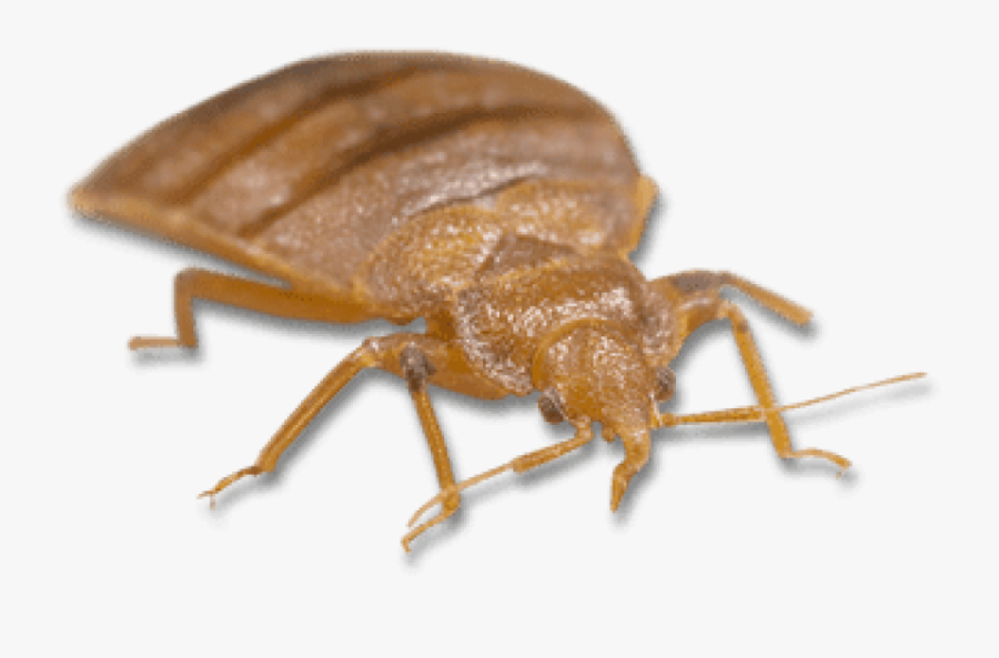 Bed Bug Bites, Transparent Clipart