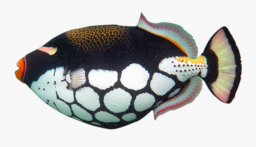 Fish Clip Art Realistic - Realistic Tropical Fish Clip Art, Transparent Clipart