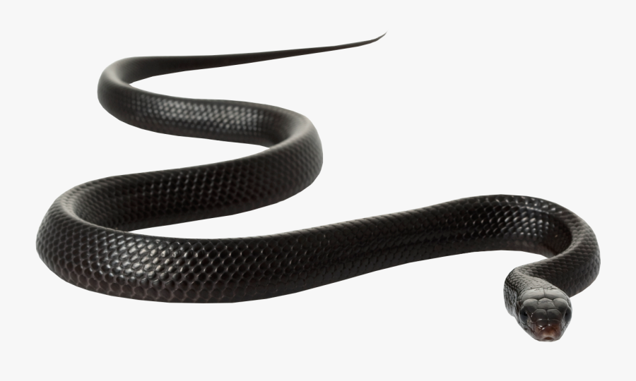 Black Rat Snake Clip Art - Black Rat Snake White Background, Transparent Clipart