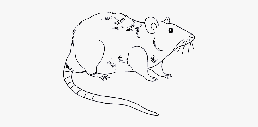 How To Draw Rat - Rat Drawing Png, Transparent Clipart