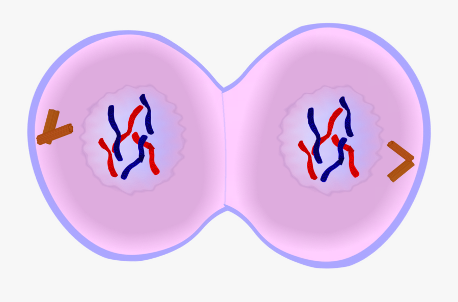 Early Telophase In Mitosis, Transparent Clipart