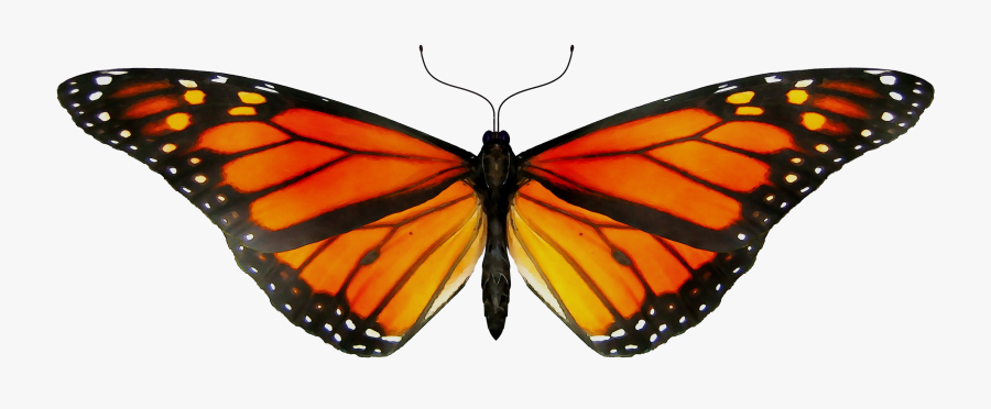 Monarch Butterfly Gif Clip Art Insect - Butterfly Animated Gif Png, Transparent Clipart