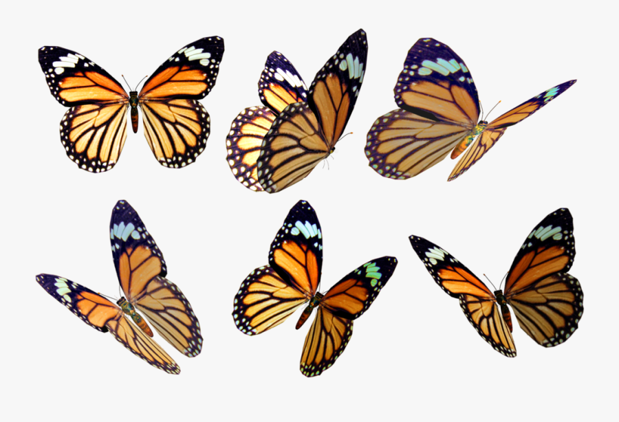 Monarch Butterfly Clipart Overlay - Yellow Butterflies Png, Transparent Clipart