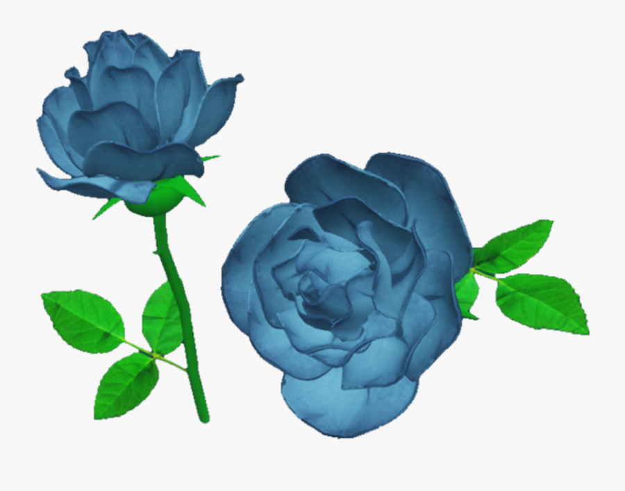 Garden Roses, Transparent Clipart