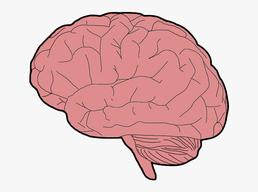 Brain - Cauliflower, Transparent Clipart