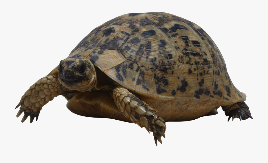Png Images Free Download - Turtle Png, Transparent Clipart