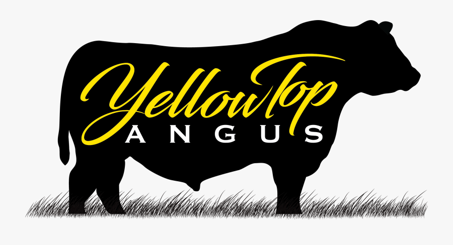 Yellow Top Angus - Decal, Transparent Clipart