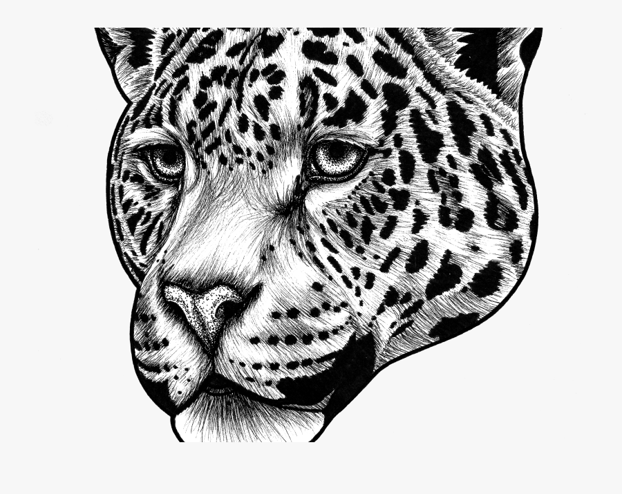 Jaguar - Jaguar Animal Drawing Face, Transparent Clipart
