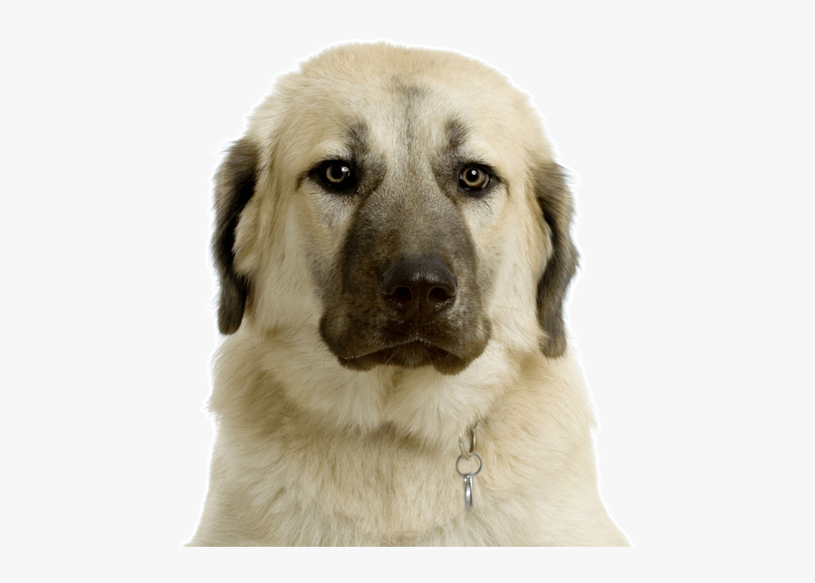 Clip Art Cane Corso Puppies Dogs - Anatolian Dog, Transparent Clipart