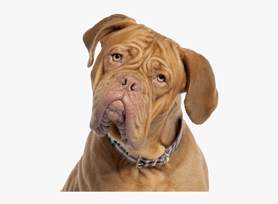 Clip Art Italian Mastiff Puppy - Mastiff Dogs For Sale, Transparent Clipart