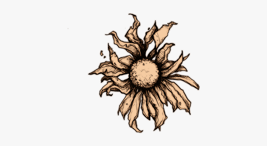 Sunflower, Transparent Clipart