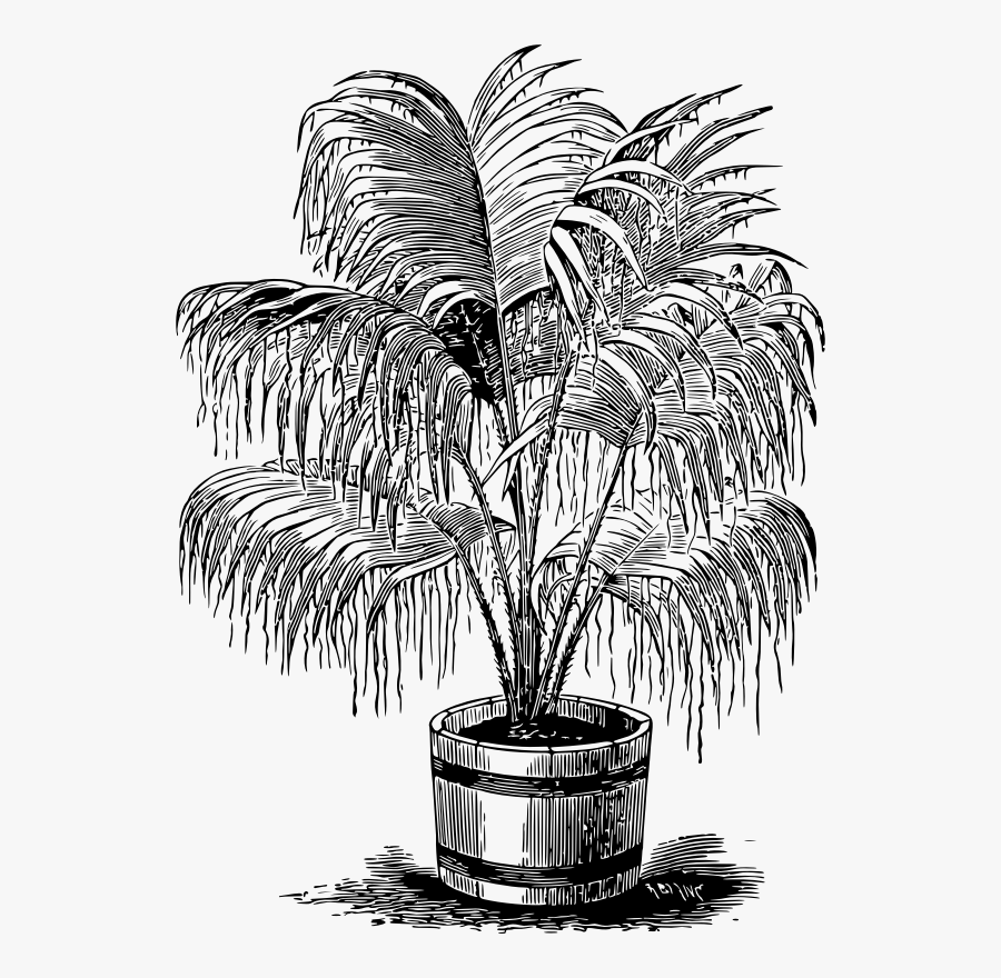 Palm - Palm Plant Clipart Free, Transparent Clipart