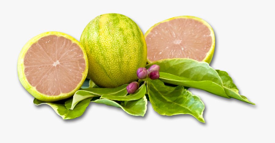 Variegated Pink Lemon Png, Transparent Clipart