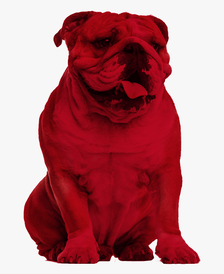 Bulldog Clipart , Png Download - Pug, Transparent Clipart