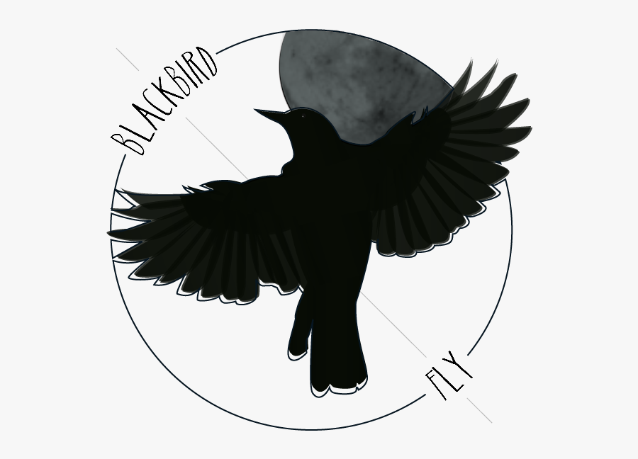 Blackbird Art Drawing Northern Flicker The Beatles - Blackbird Drawing, Transparent Clipart