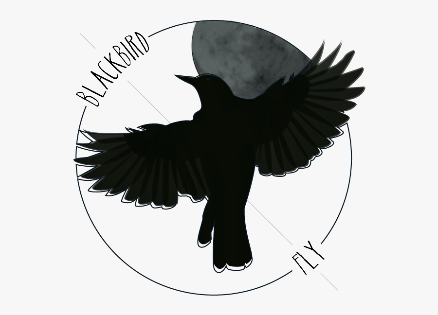 Blackbird Art Drawing Northern Flicker The Beatles - Blackbird Drawing