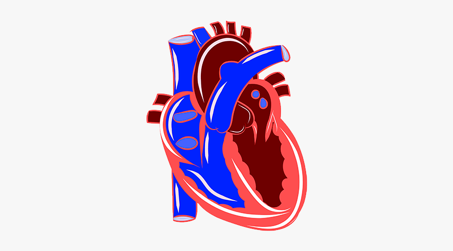 Vitamin C Benefits Cardiovascular Health - Cardiovascular System Clipart, Transparent Clipart