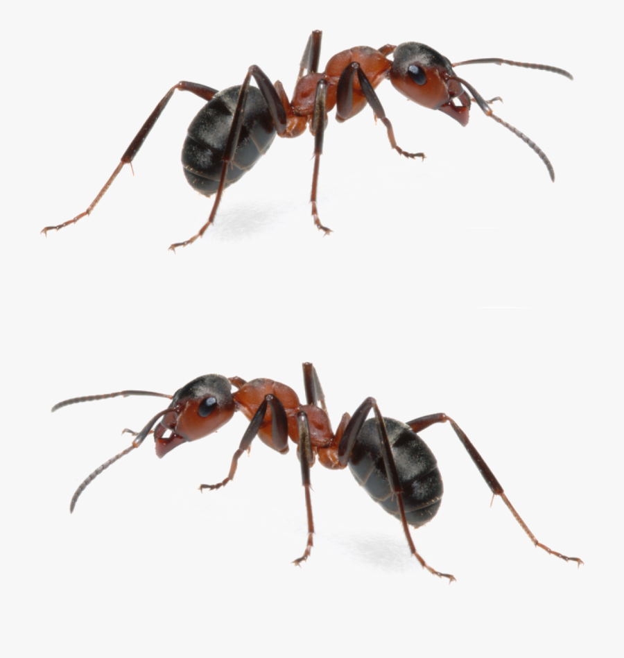 Fire Ant Mounds Are Obviously Menacing, And For Any - Carpenter Ant Fire Ants, Transparent Clipart