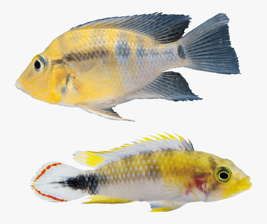 Fish - Portable Network Graphics, Transparent Clipart