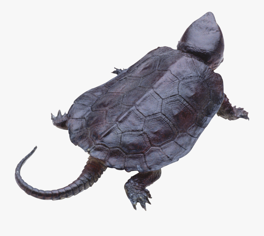 Transparent Snapping Turtle Png - Snapping Turtle Clear Background, Transparent Clipart