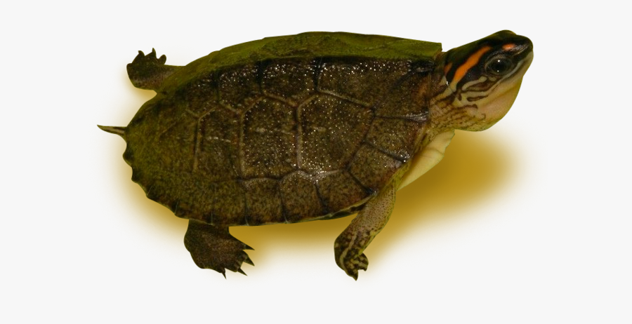 Spotted Legged Wood Turtle, Transparent Clipart