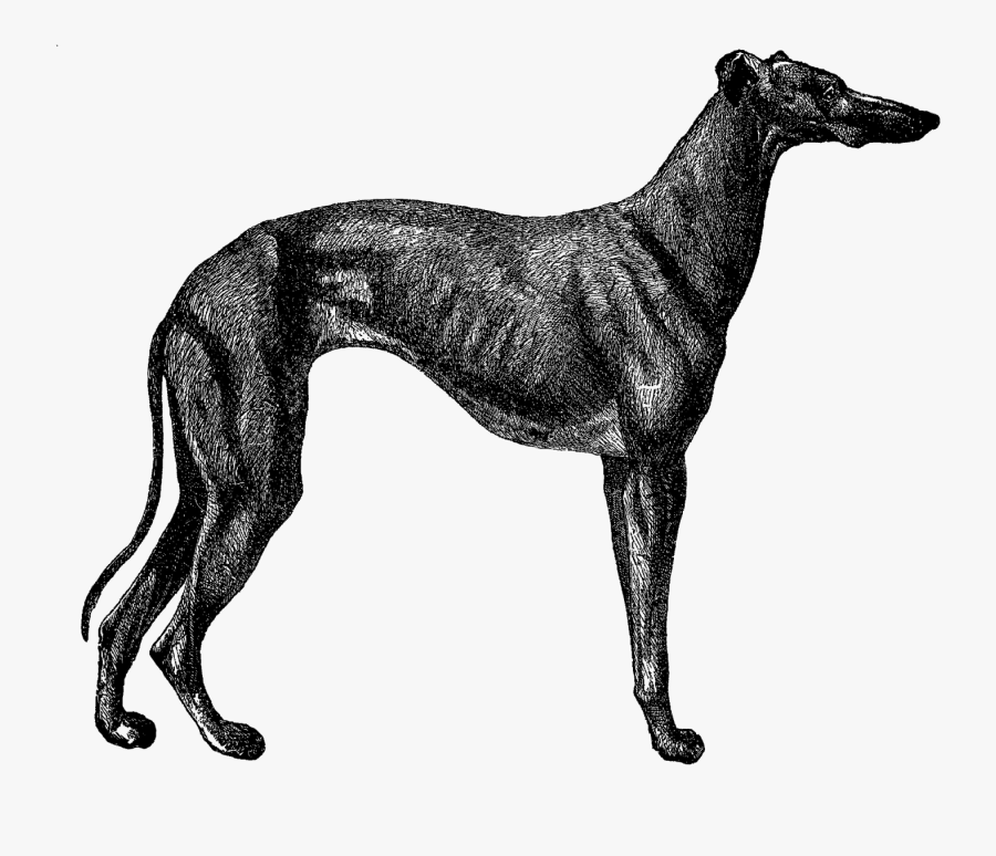 Vintage Greyhound Illustration, Transparent Clipart