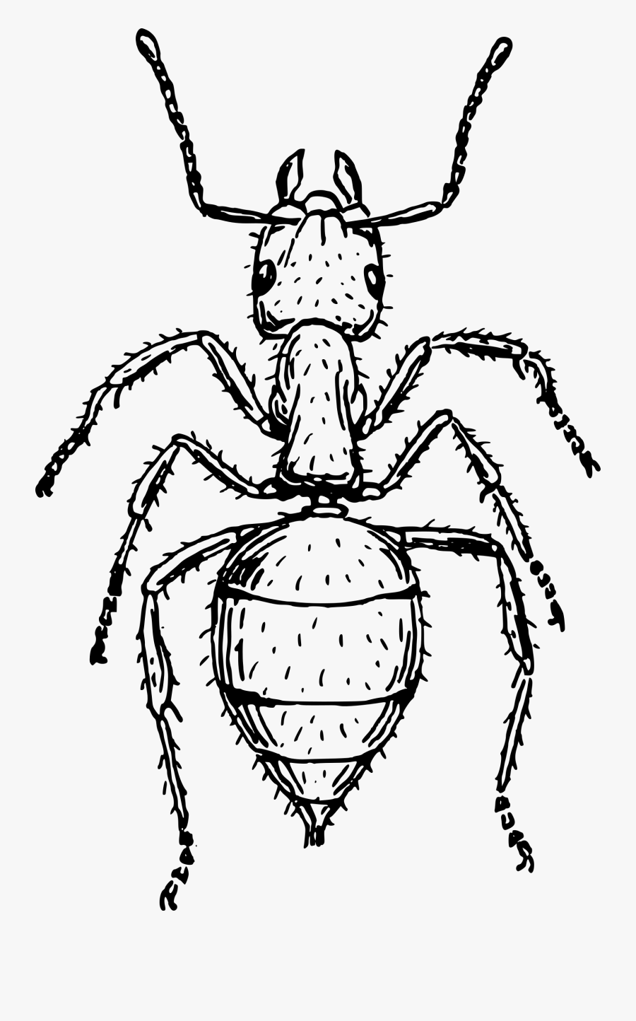 Cicada Drawing Tattoo - Insect Black And White, Transparent Clipart