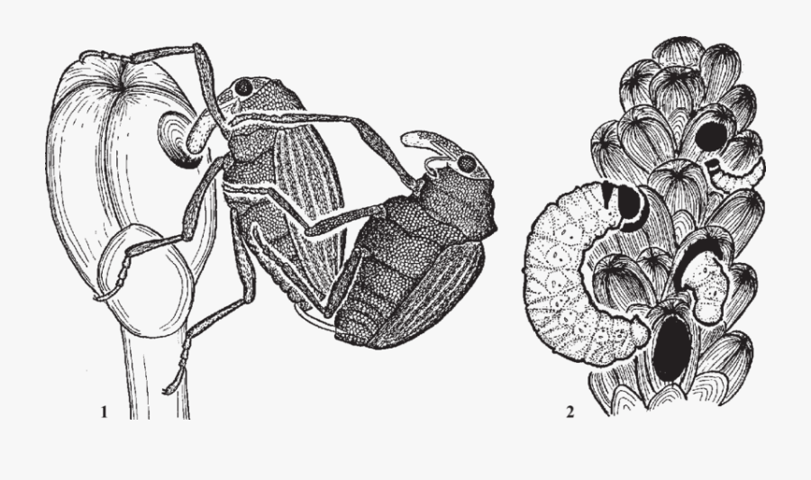 Locust Drawing Scientific - Sketch, Transparent Clipart