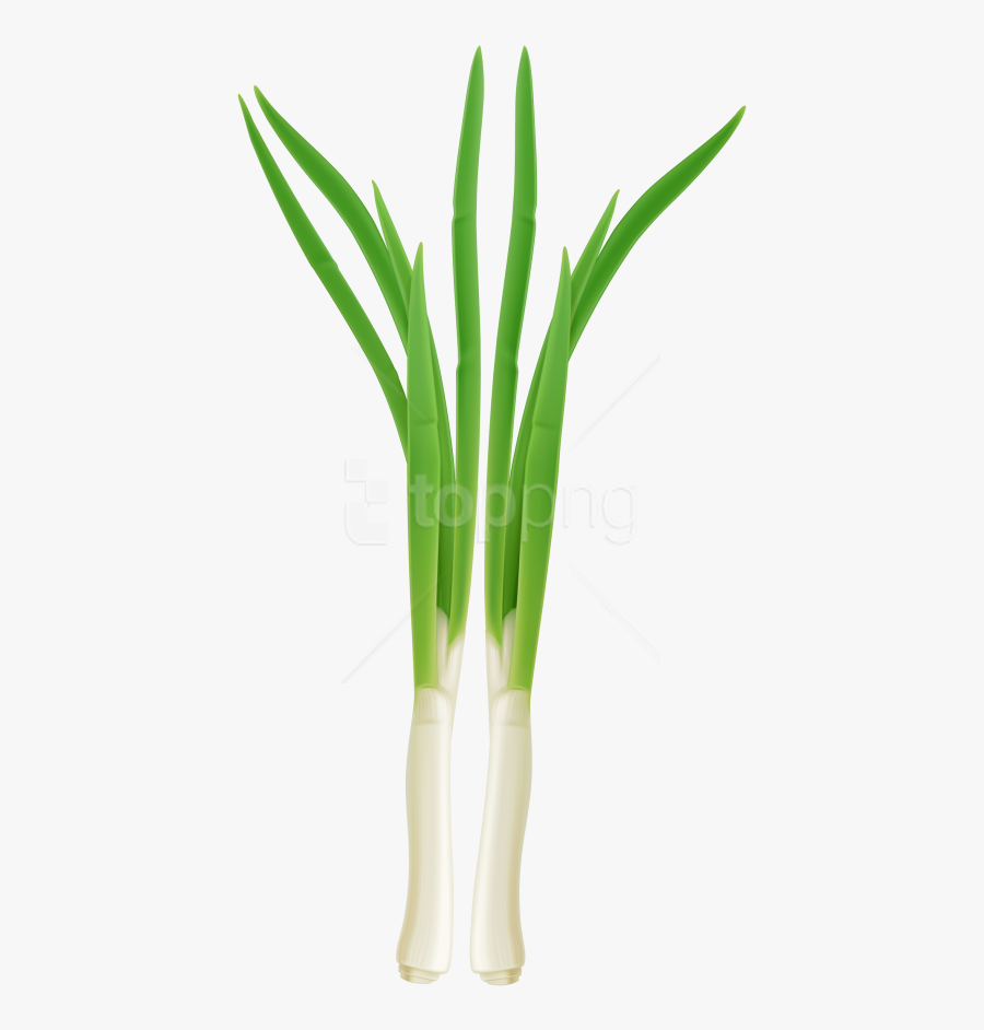 Onion Plant Clipart - Onion Plant Transparent Background, Transparent Clipart