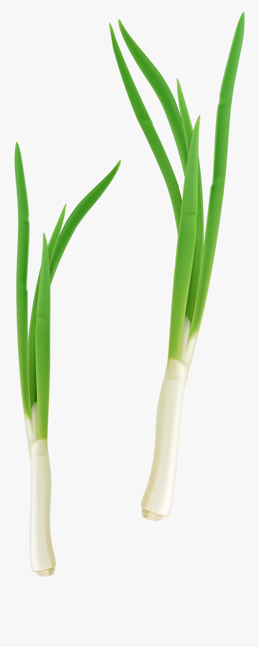 Green Vegetables Png - Cebolla De Verdeo Png, Transparent Clipart