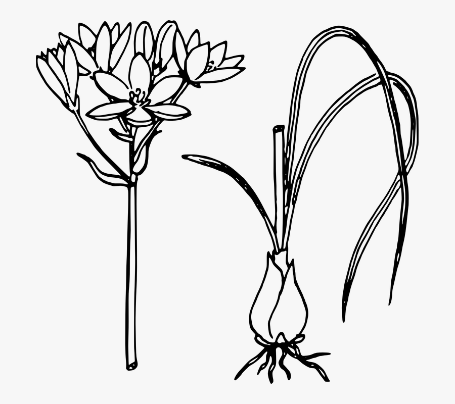 Onion, Biology, Plant, Flower, Leaves, Botany - Star Of Bethlehem Plant Drawing, Transparent Clipart