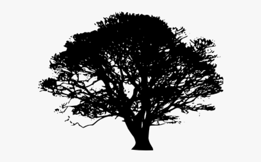 Transparent Sycamore Tree Png - Maple Tree Silhouette Png , Free