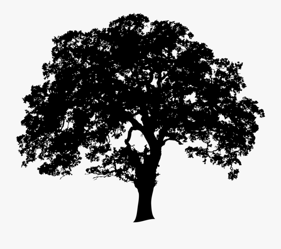 Transparent Oak Tree Silhouette Png Silhouette Oak Tree Png Free Transparent Clipart Clipartkey