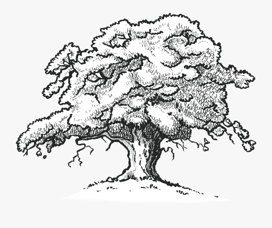 The Old Oak Tree Edenbray - Oak Tree Line Drawing, Transparent Clipart