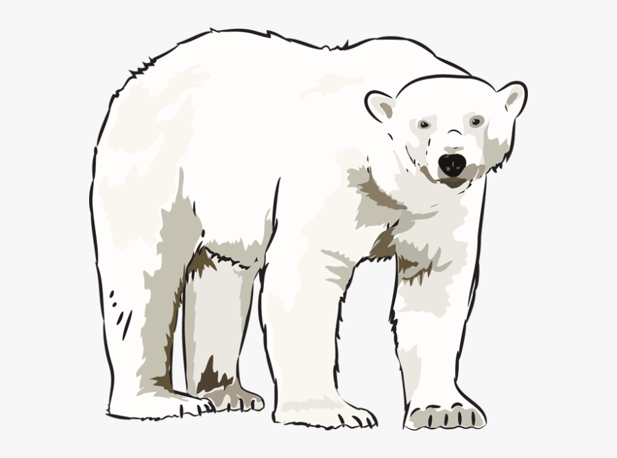 Art Polar Bear Clipart Kid - Clip Art Polar Bear, Transparent Clipart